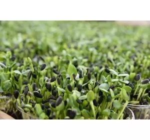 Семена подсолнечника Синельниковский УльтраРанний (СУР) для выращивания микрозелени, без химии, экологически чистые!