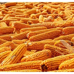 Семена кукурузы "Монблан", экстра, ФАО-320