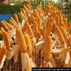 Семена кукурузы ДМС 2911, ФАО 290