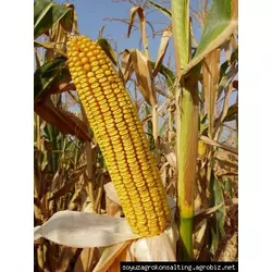 Семена кукурузи Оржица-237 МВ, ФАО 240
