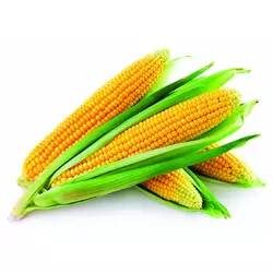Семена кукурузы AS 34010