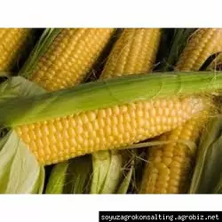 Семена кукурузы Красилов 327 МВ, ФАО 350