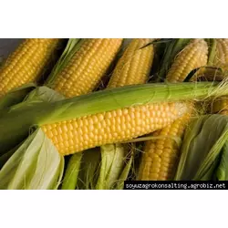 Семена кукурузы AS 33039 NEW