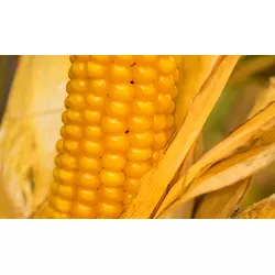 Семена кукурузы ДН Корунд, ФАО 230