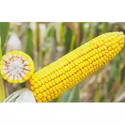 Посевмат кукурузы засухоустойчивой Жетон, ФАО 260