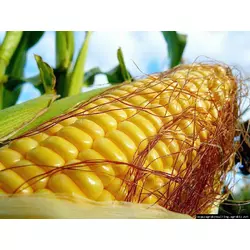 Семена кукурузы РАМ 8149