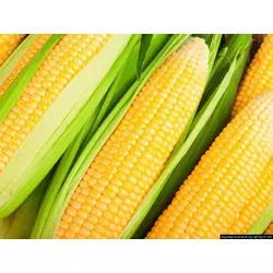 Семена кукурузы AS 34002 New