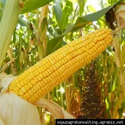 Насіння кукурудзи Сегеди 386, ФАО 390