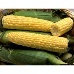 Семена кукурузы AS 33009 NEW