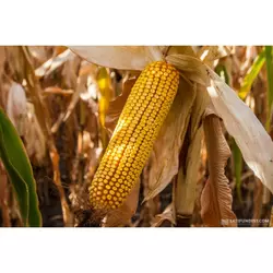 Посевмат кукурузы Дункан, ФАО 270