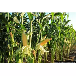 Семена кукурузы ЗУМ 405, ФАО 400