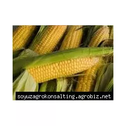 Семена кукурузы Тар-349 МВ, ФАО 290