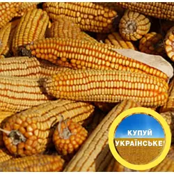 Семена кукурузы "АР 18101 К", фр. Стандарт, ФАО-310