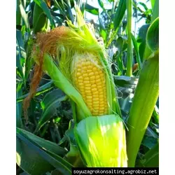 Семена кукурузы ГКТ 250, ФАО 230