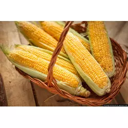 Семена кукурузы AS 35003 NEW