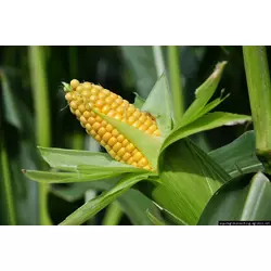 Семена кукурузы AS 13270 New