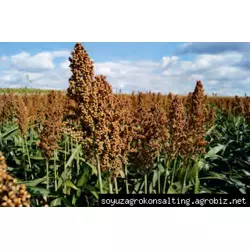 Семена зернового сорго Таргга, TARGGA, 115-120 суток