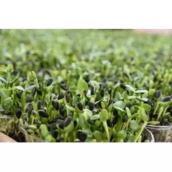Семена подсолнечника Синельниковский УльтраРанний (СУР) для выращивания микрозелени, без химии, экологически чистые!