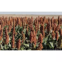 Семена зернового сорго ДАШ Е, 110-120 дней