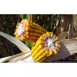 Семена кукурузы Борозенский, ФАО 250