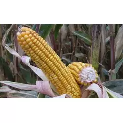 Семена кукурузы Солонянский 298 СВ ФАО 290