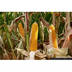 Семена кукурузы Афина, ФАО 280