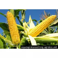 Семена кукурзы Зупорто, ФАО 280, высокоурожайный