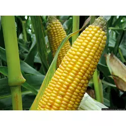 Семена кукурузы ОССК 396, ФАО 380