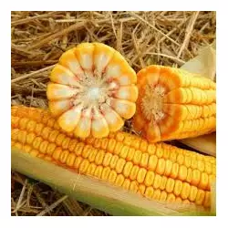 Посевмат кукурузы раннеспелой Пивиха, ФАО 190