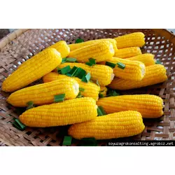 Семена кукурузы AS 13281