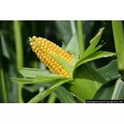 Семена кукурузы Почаевский, ФАО 180