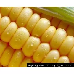 Семена кукурузы МВ 277, ФАО 290