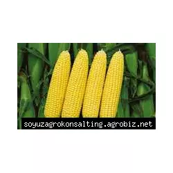 Семена кукурузы AS 34005