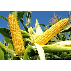 Семена кукурузы Любава, ФАО 270, высокоурожайный