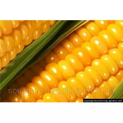Семена кукурузы AS 35001 NEW