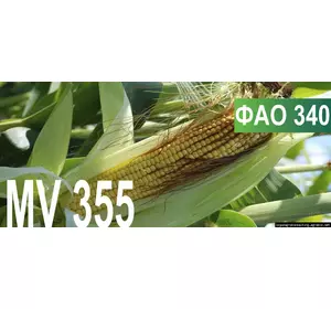 Семена кукурузы МВ 355, ФАО 340