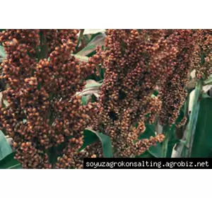 Насіння зернового сорго Анггі, Anggy, 125 днів