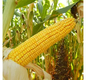 Семена импортной кукурузы Сегеди 386 ФАО 390 + ПОДАРОК!!!