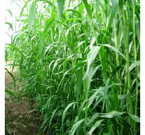 Семена суданской травы Марианна (сорго суданское), сидерат и кормовая культура