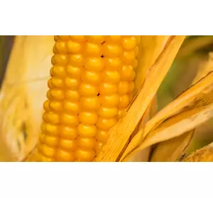 Семена кукурузы ДН Корунд, ФАО 230
