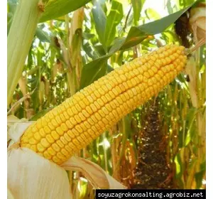 Насіння кукурудзи Сегеди 386, ФАО 390