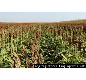 Насіння зернового сорго Брігга Brigga, 105-115 днів
