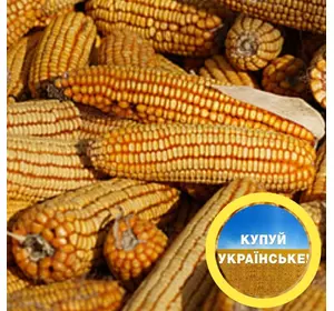 Семена кукурузы "АР 18101 К", фр. Стандарт, ФАО-310