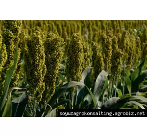 Семена зернового сорго Понки, Ponki, 110-115 суток