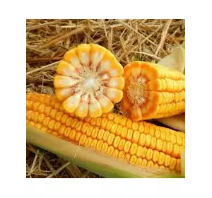 Посевмат кукурузы раннеспелой Пивиха, ФАО 190