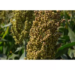 Семена зернового сорго Ютами, Yutami, 100-105 cуток, год урожая 2016
