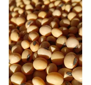 Семена сои VS-00, ультраранней, 85 дней, фракция 5; 6,5