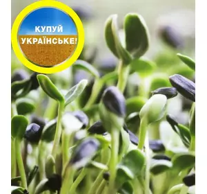 Насіння соняшника Синельниківський УльтраРанній (СУР) для вирощування мікрозелені, без хімії, екологічно чисте!